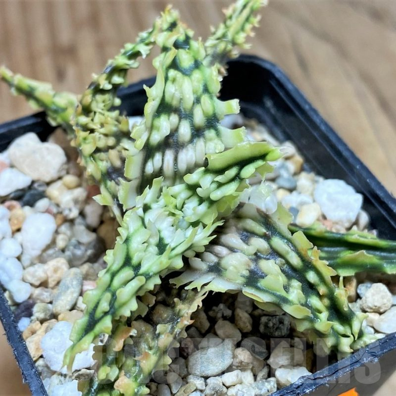 SH1072 Aloe TCT hybrid