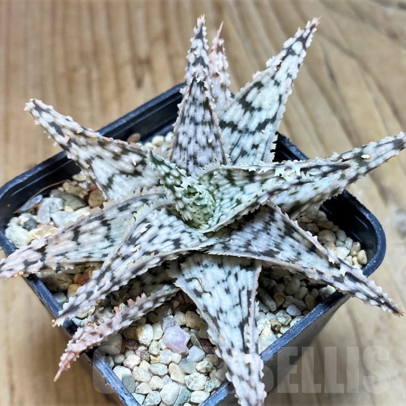 SH1073 Aloe hybrid