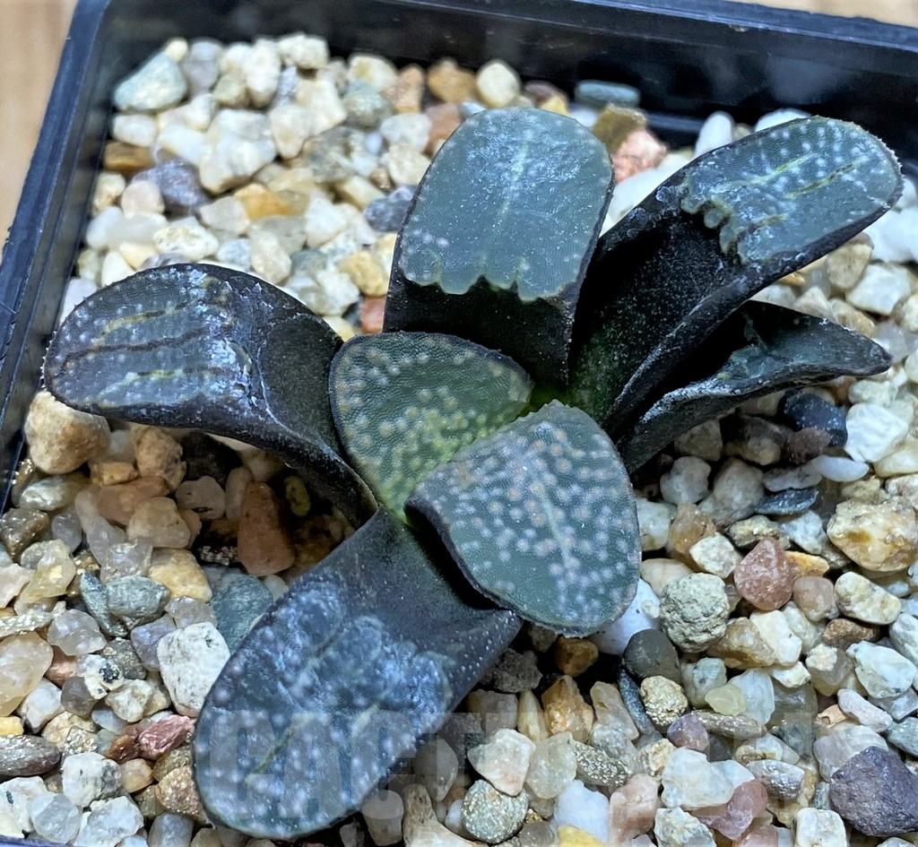 SH1051 Haworthia groenewaldii