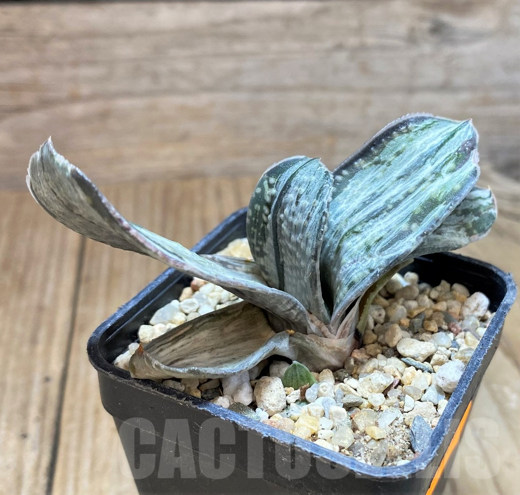 SH1077 Gasteria 'Sakura Fuji' - Image 3