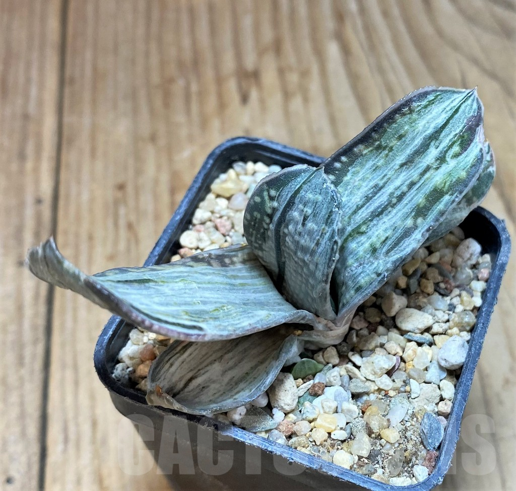 SH1077 Gasteria 'Sakura Fuji' - Image 2