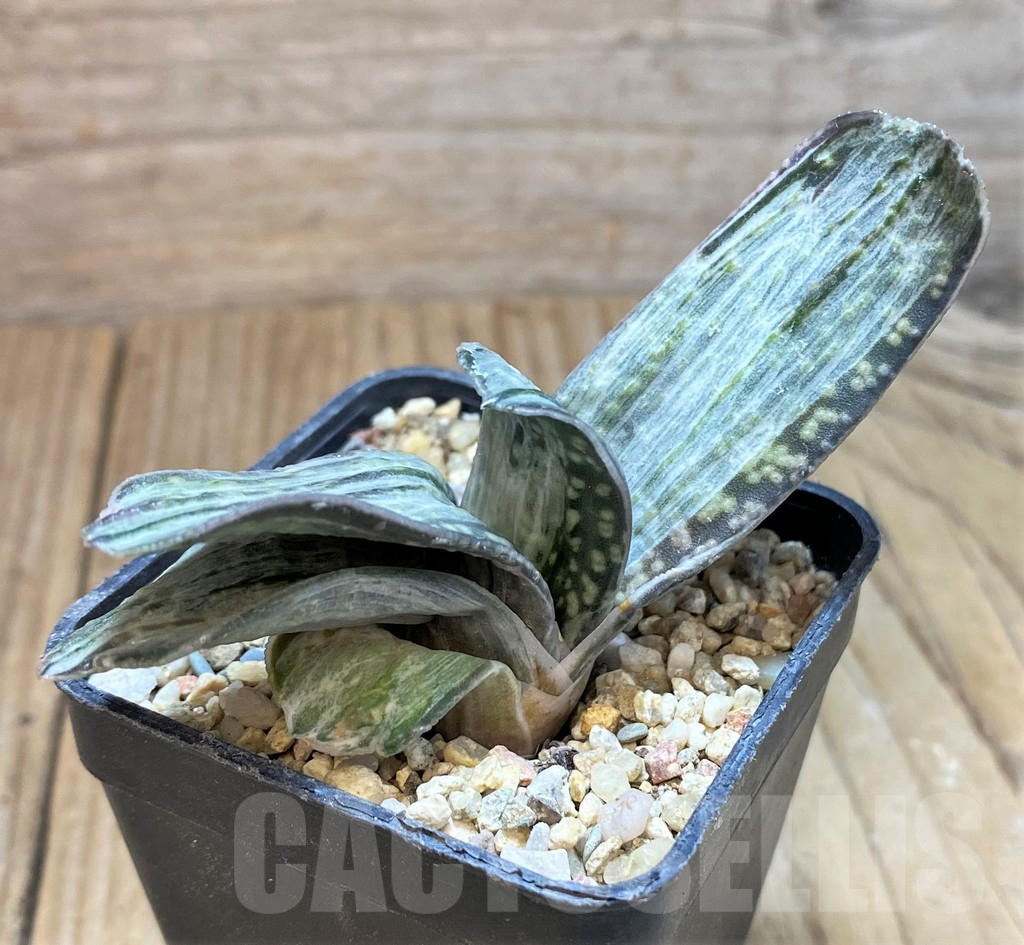 SH1077 Gasteria 'Sakura Fuji'
