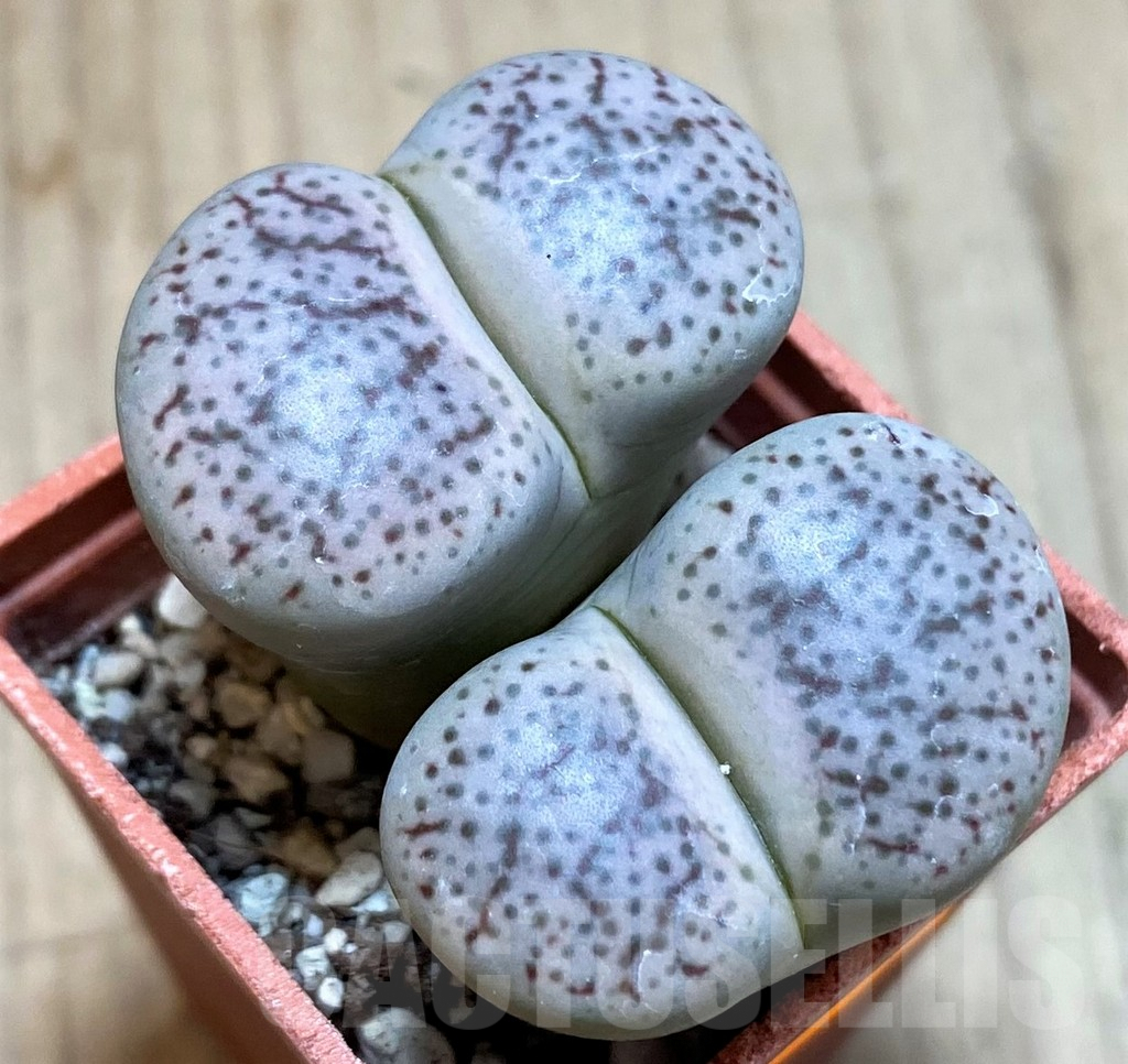 SH1079 Lithops pseudotruncatella