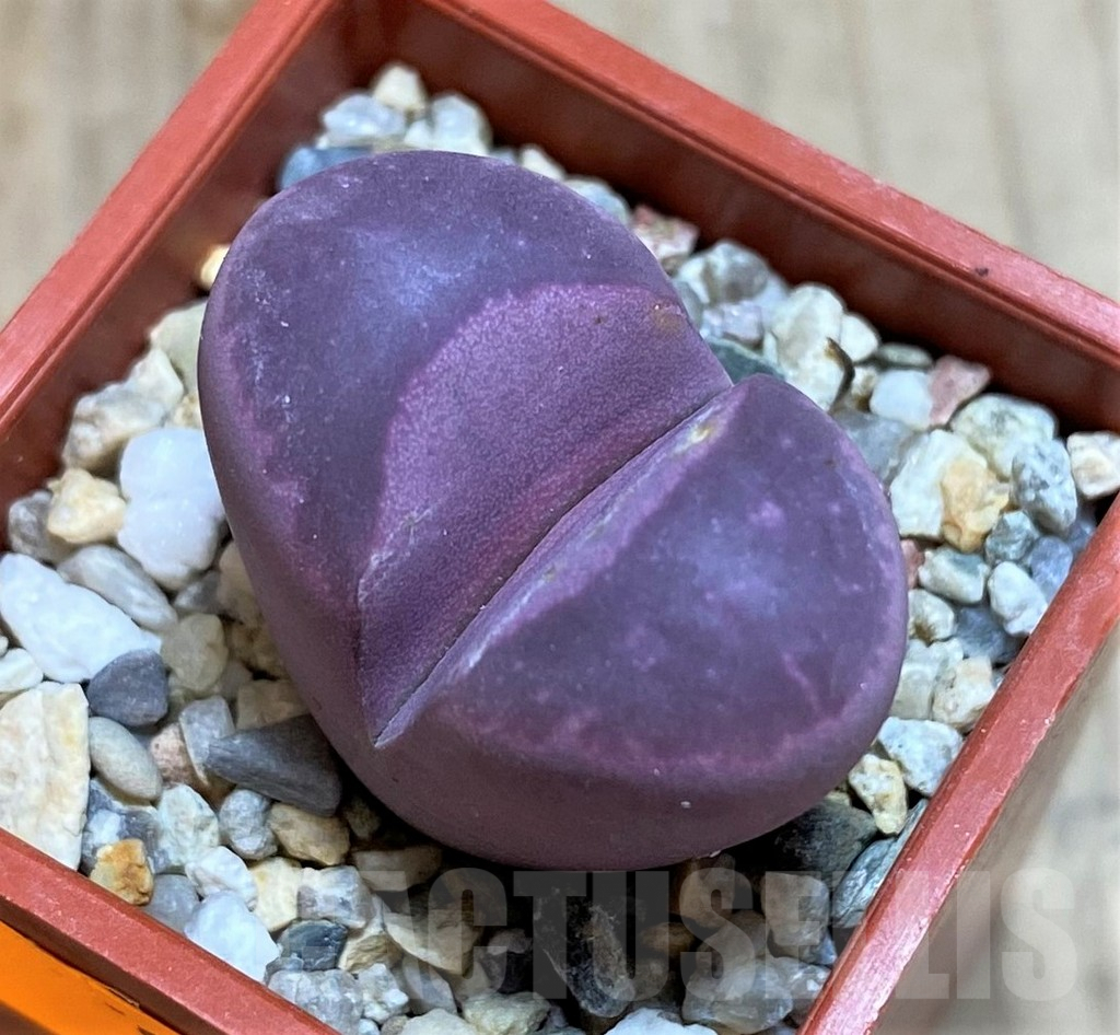 SH1081 Lithops optica 'Rubra'