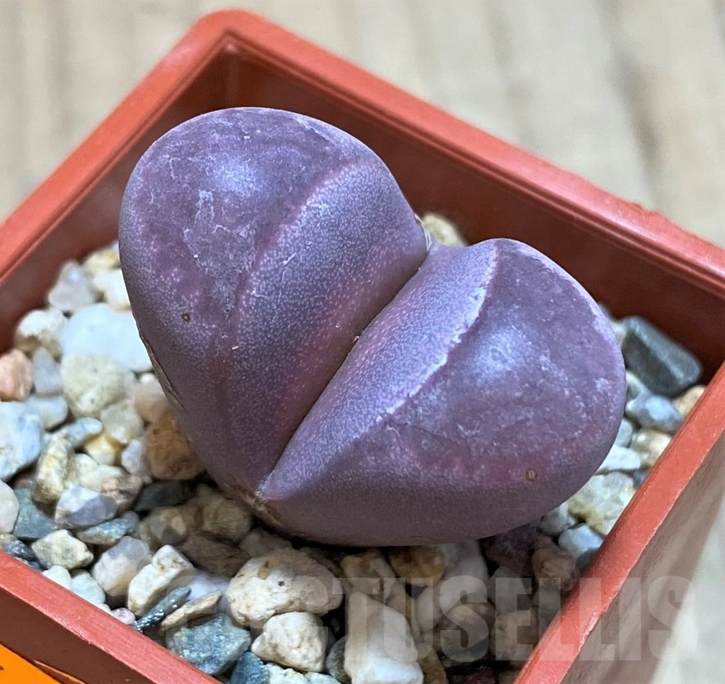 SH1082 Lithops optica 'Rubra'