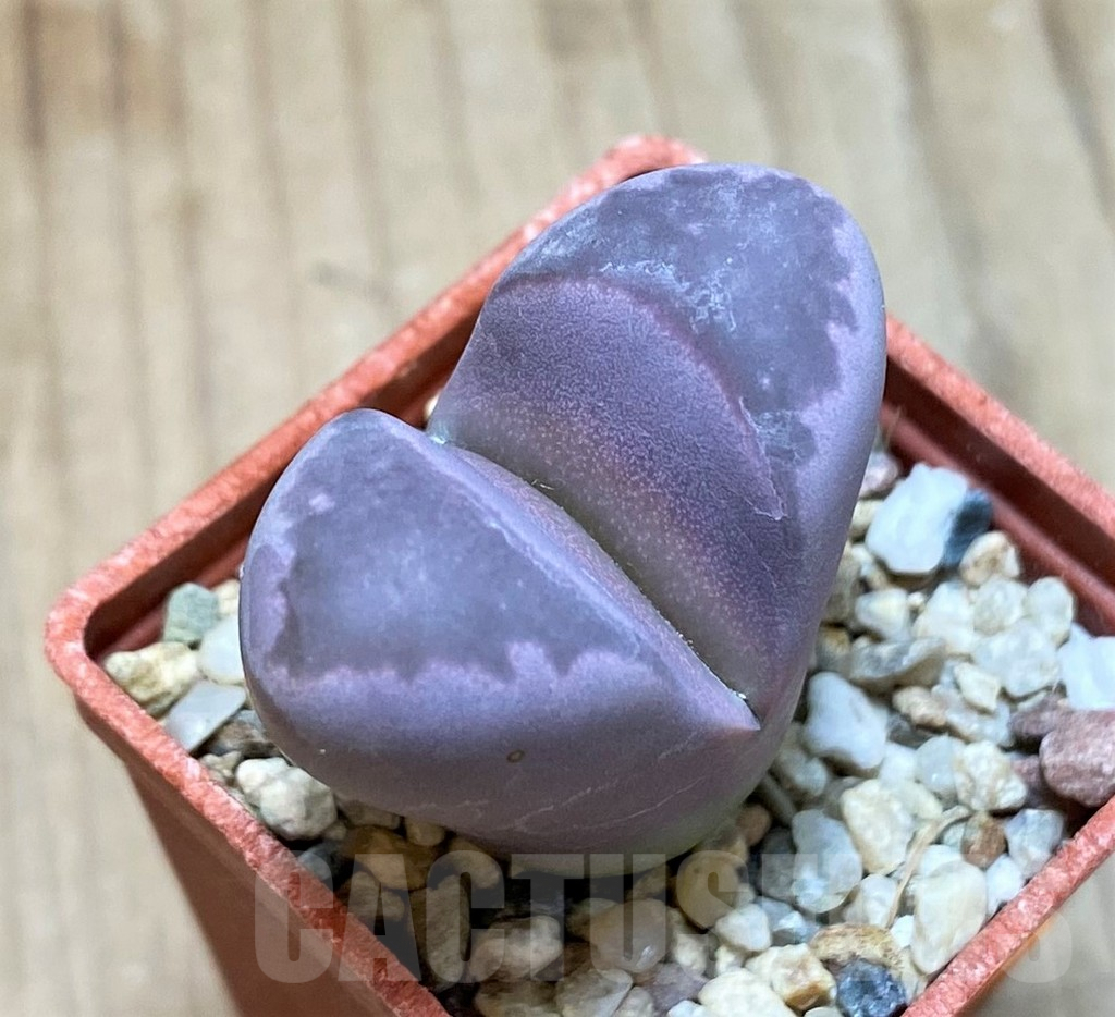 SH1083 Lithops optica 'Rubra'
