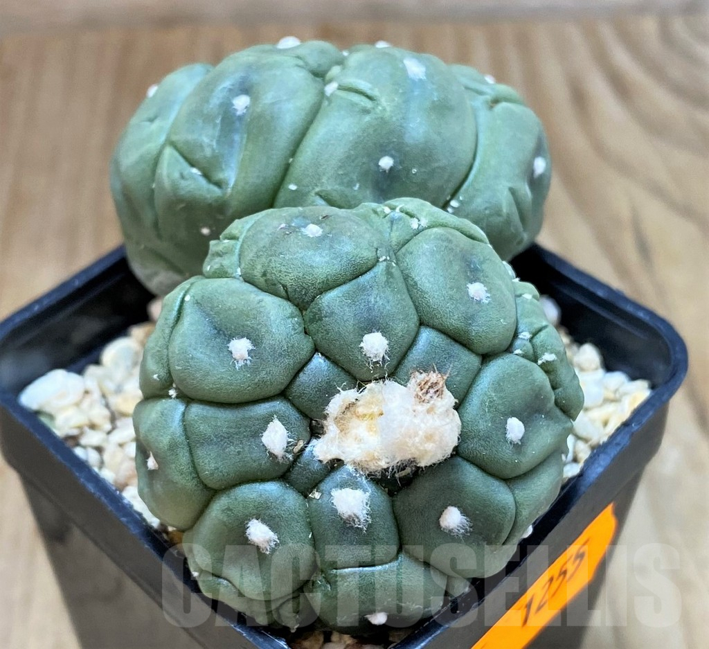 SH1255 Astrophytum asterias ‘Kikko’ - Зображення 2