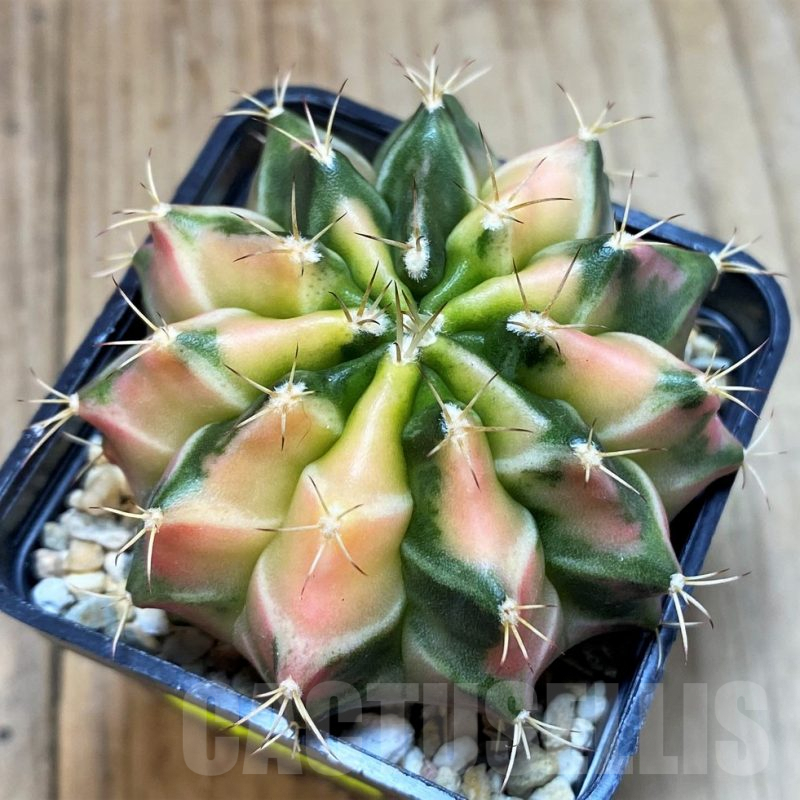 SH1296 Gymnocalycium mihanovichii f. variegata, seedling