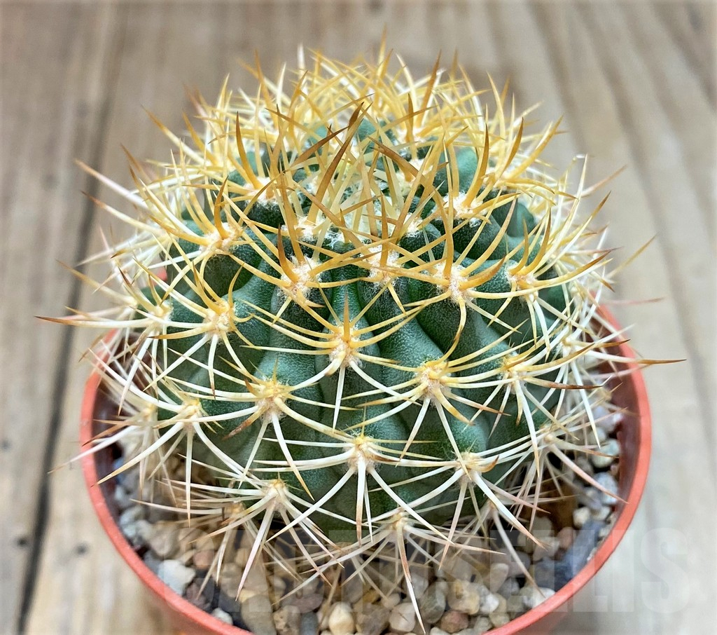 SH1265 Pyrrhocactus eriosyzoides seedling, grafted