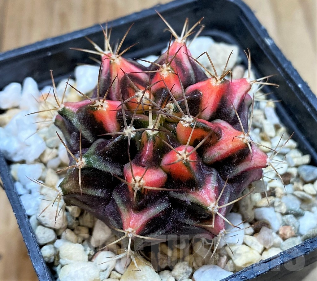 SH1267 Gymnocalycium mihanovichii f. variegata, seedling