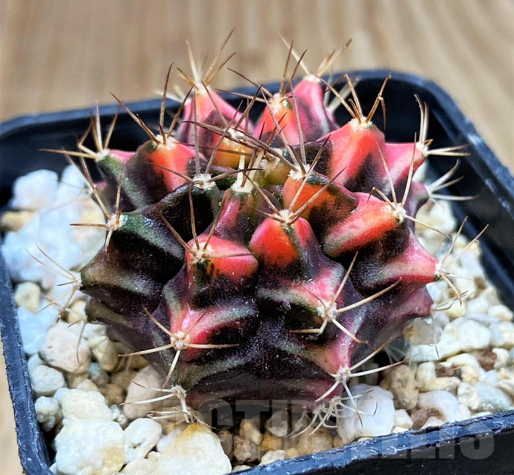 SH1267 Gymnocalycium mihanovichii f. variegata, seedling - Image 2