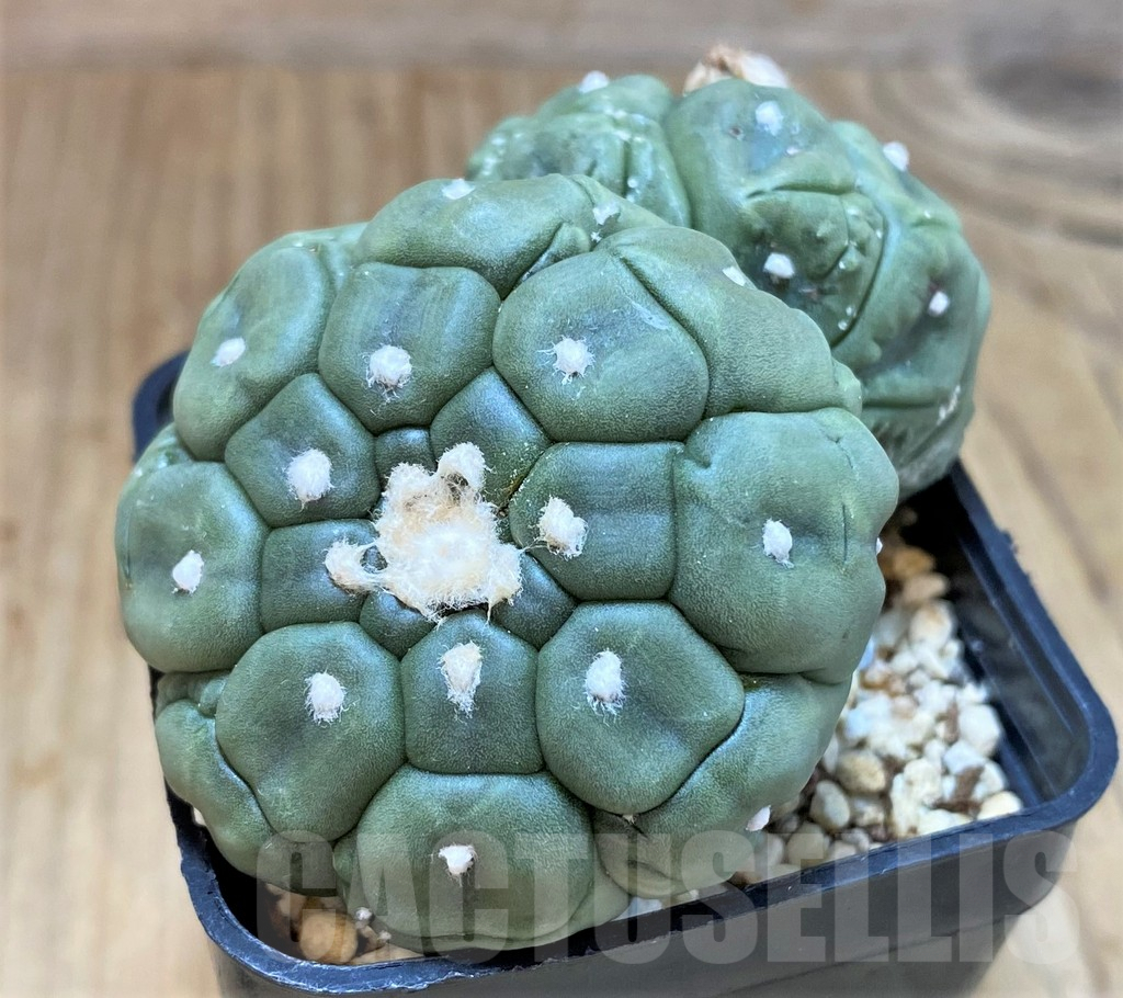 SH1255 Astrophytum asterias ‘Kikko’
