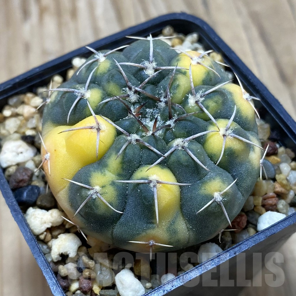 SH829 Gymnocalycium stellatum f. variegata