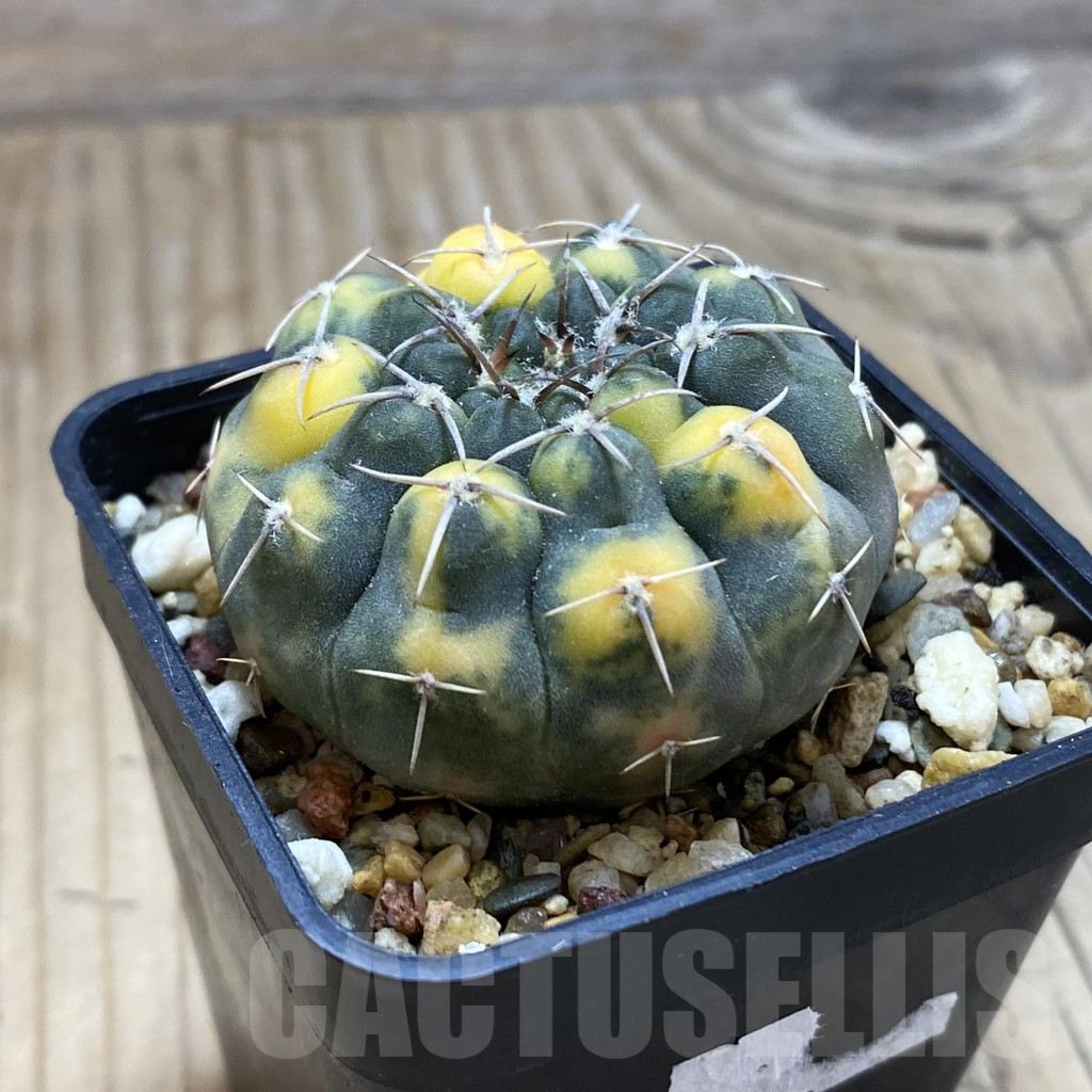 SH829 Gymnocalycium stellatum f. variegata - Imagen 2