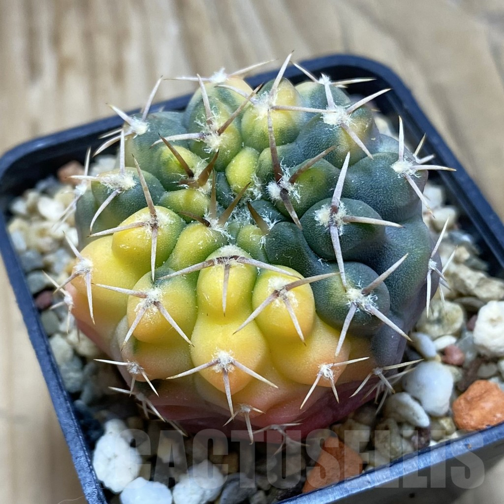 SH919 Gymnocalycium stellatum f. variegata, seedling