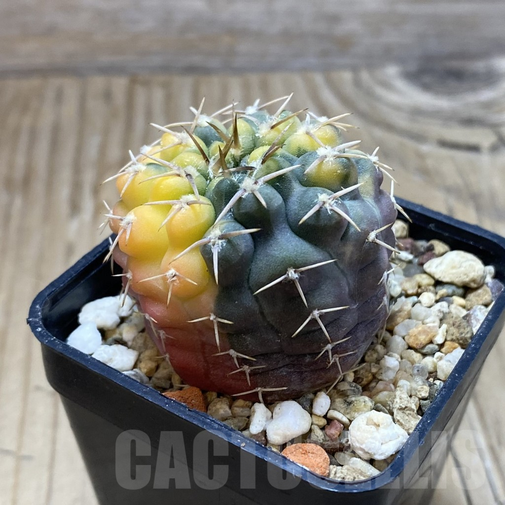 SH919 Gymnocalycium stellatum f. variegata, seedling - Image 2