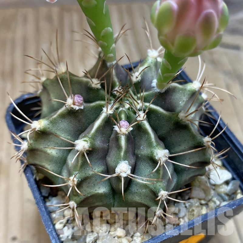 SH16462 Gymnocalycium mihanovichii v. stenogonum, seedling