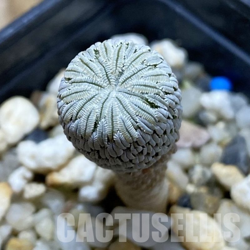 SH686 Pelecyphora aselliformis seedling , own roots