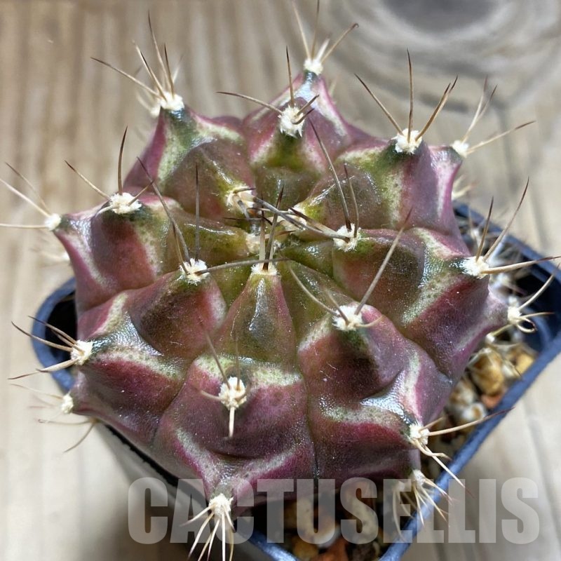 SH851 Gymnocalycium mihanovichii 'Neon'