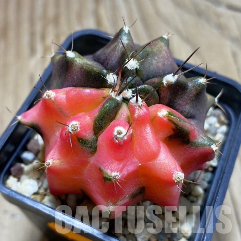 SH101 Gymnocalycium mihanovichii ‘Transformer’ f. variegata hybrid, seedling