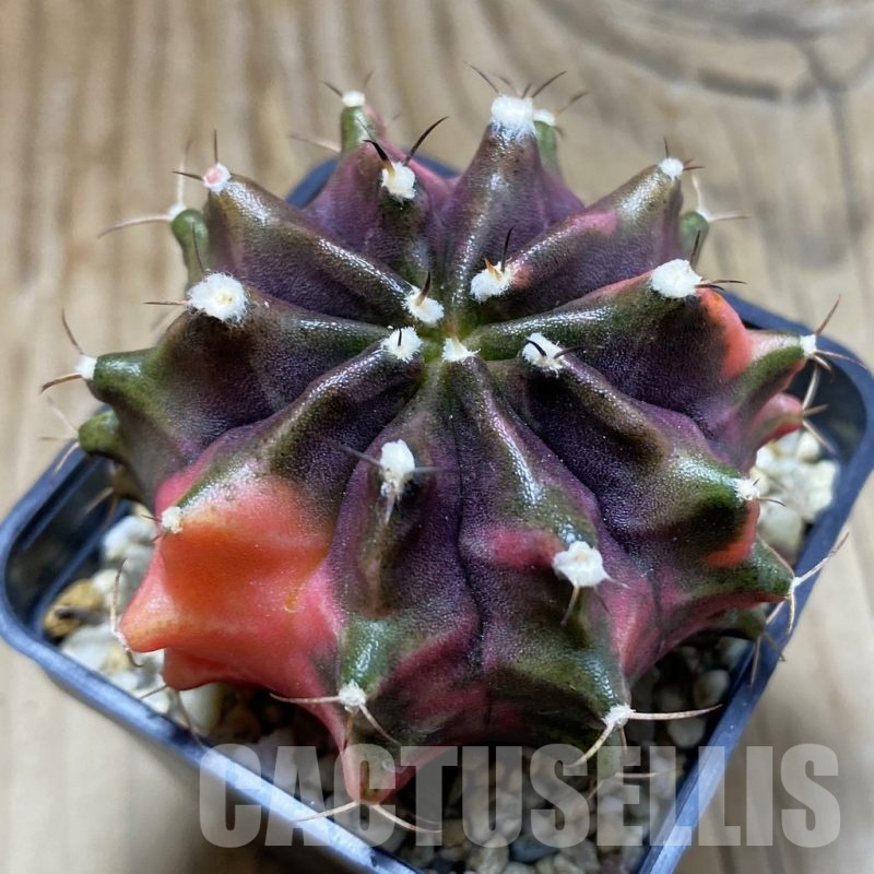 SH920 Gymnocalycium mihanovichii ‘Transformer’ f. variegata hybrid, seedling