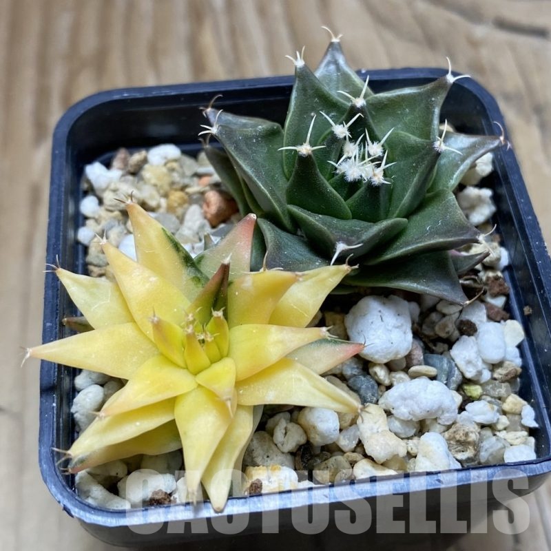 SH932 Obregonia denegrii f. variegata, 2 plants