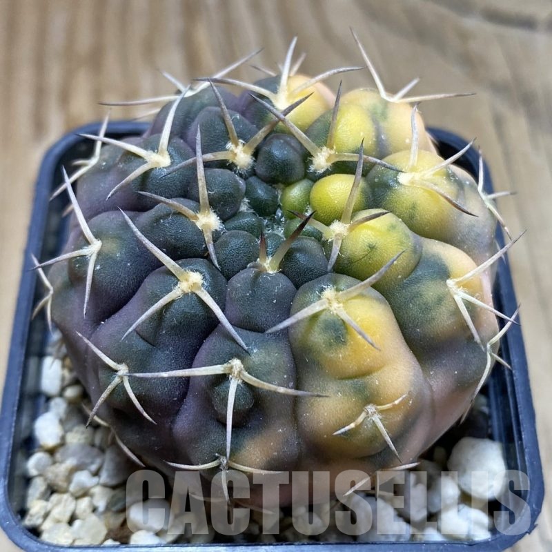 SH935 Gymnocalycium stellatum f. variegata, seedling