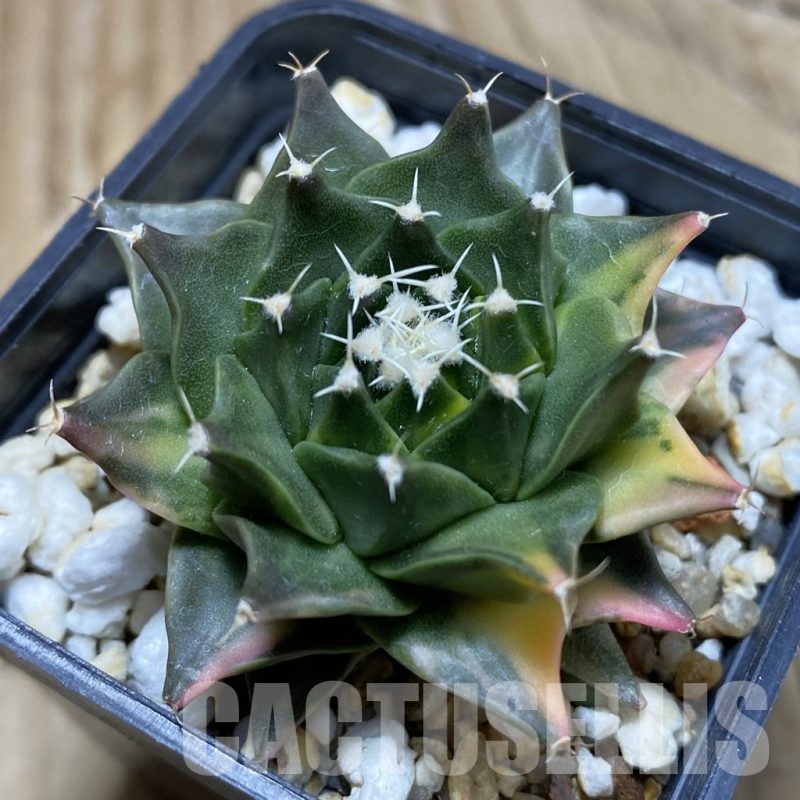 SH237 Obregonia denegrii f. variegata