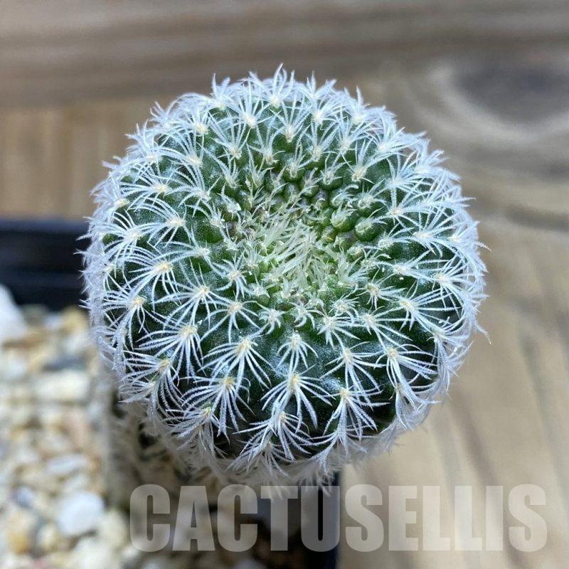 SH682 Frailea densispina