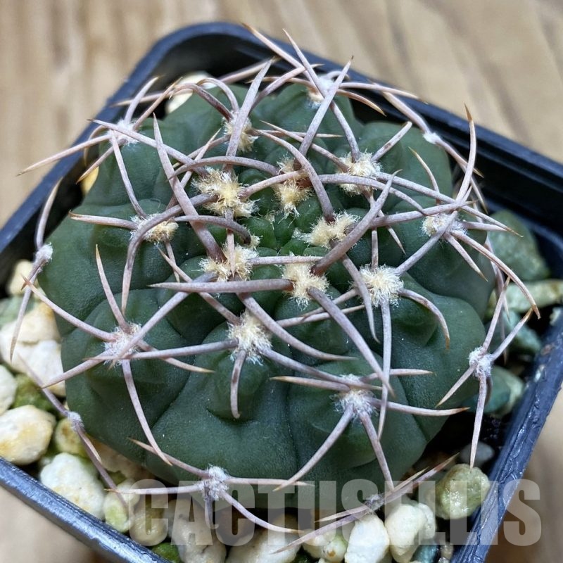 SH415 Gymnocalycium ochoterenae VG 250