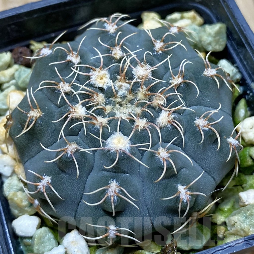 SH417 Gymnocalycium stellatum VG 283