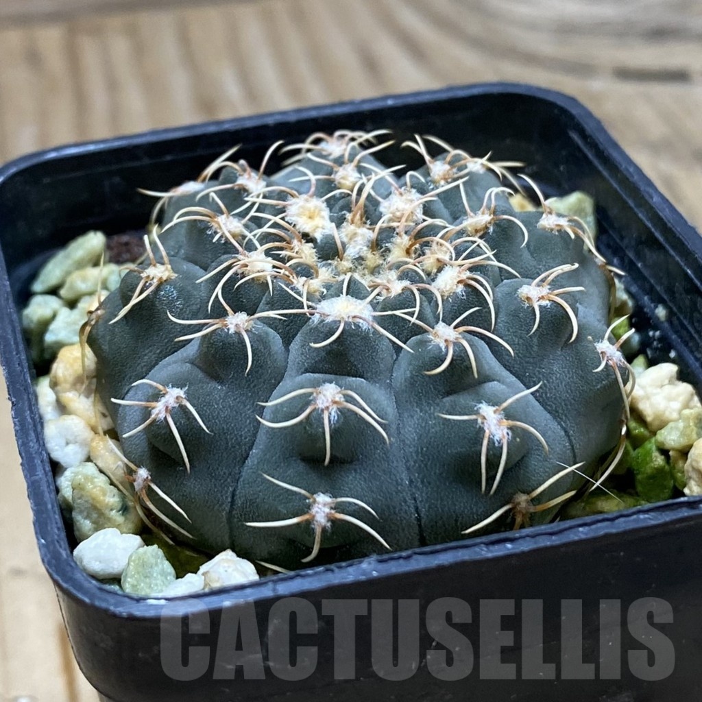 SH417 Gymnocalycium stellatum VG 283 - Image 2