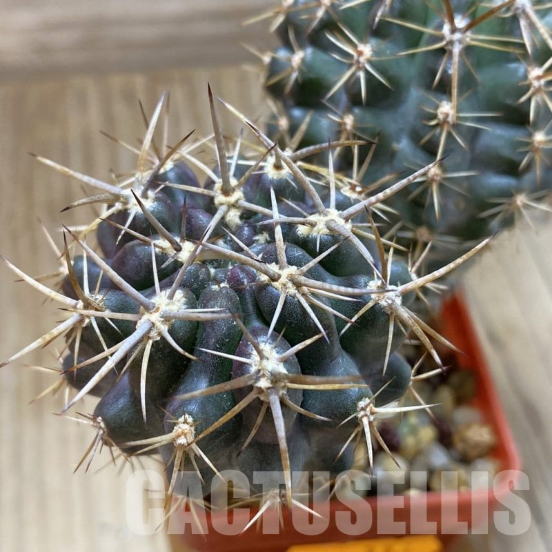 SH336 Neoporteria curvispina v. andicola f. mollensis, 2 plants