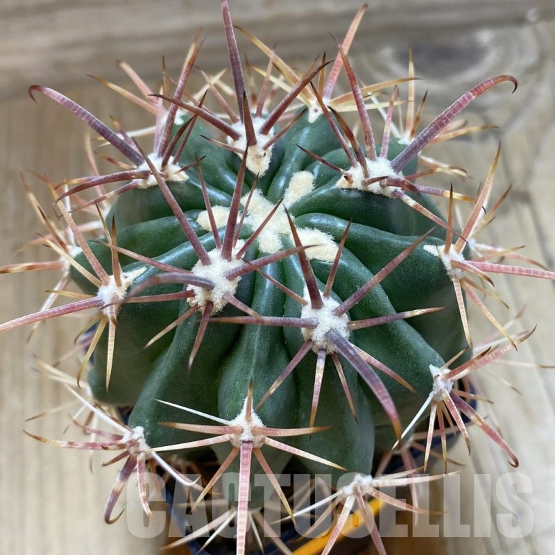 SH141 Ferocactus fordii