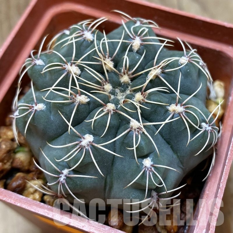 SH022 Gymnocalycium campestre KLA 18A -village de Mata, Cordoba, Argentina-