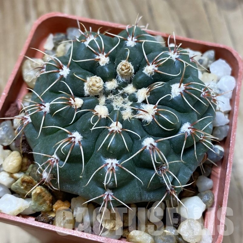 SH023 Gymnocalycium amerhauseri STO 229-8, -Cordoba, Argentina-