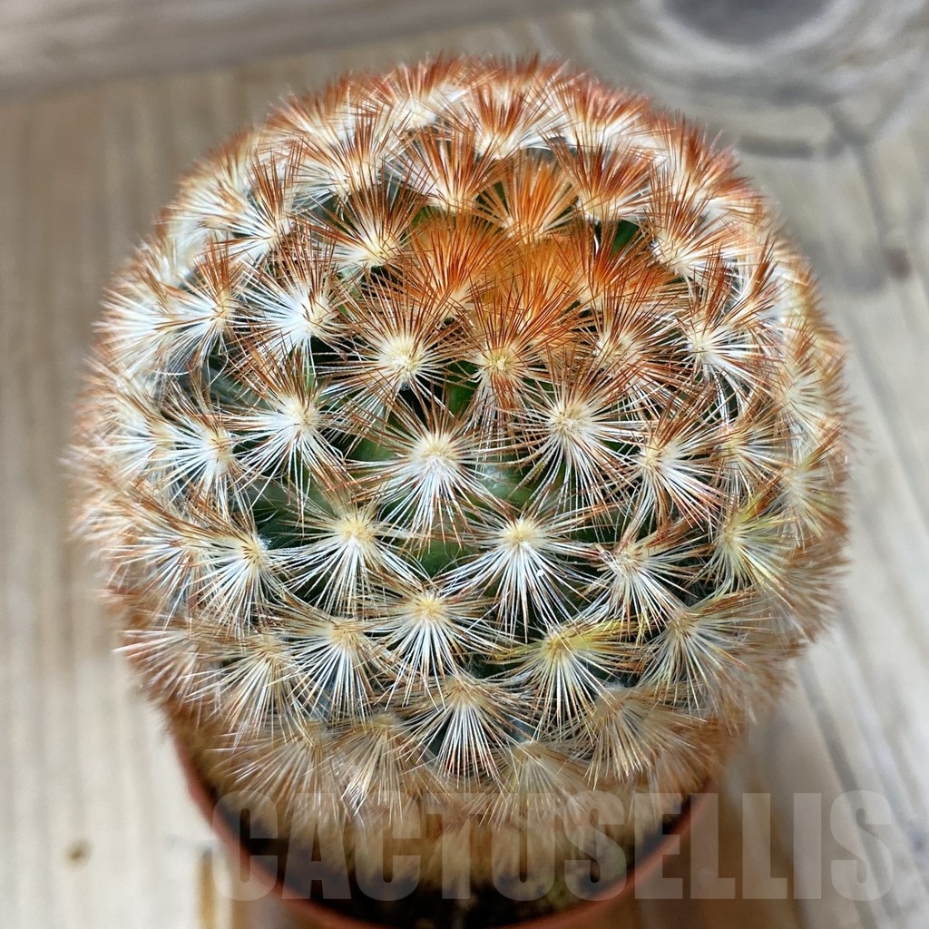 SH697 Mammillaria carmenae f. rubrispina