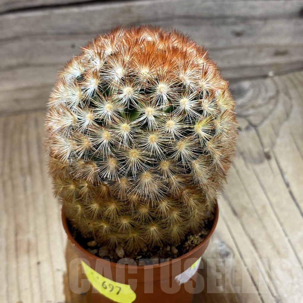 SH697 Mammillaria carmenae f. rubrispina - Image 2