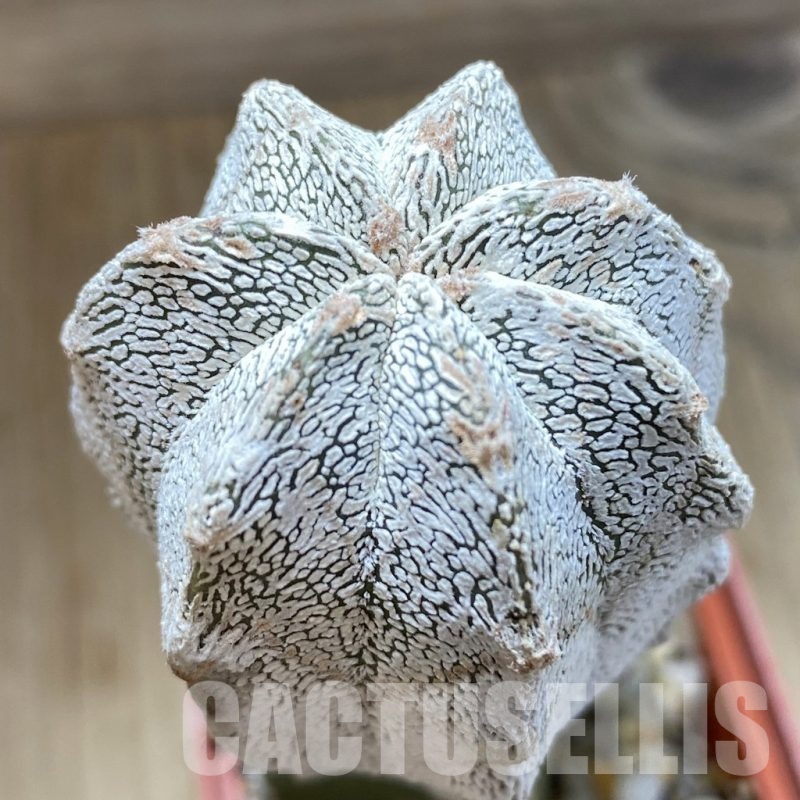 SH320 Astrophytum myriostigma 'Onzuka', grafted