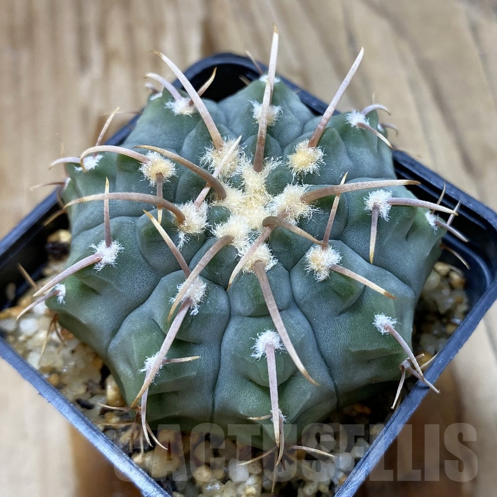 SH554 Gymnocalycium vatteri