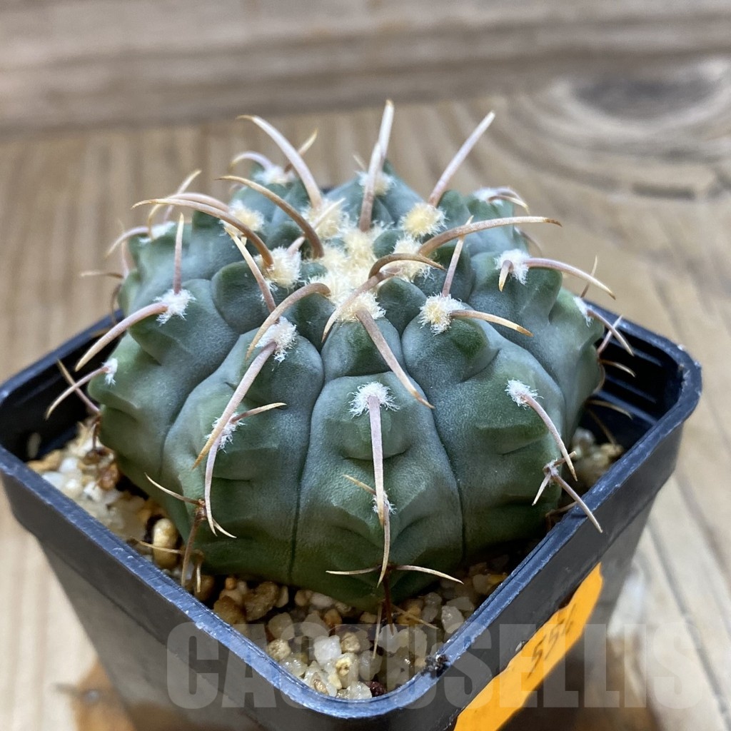 SH554 Gymnocalycium vatteri – Bild 2