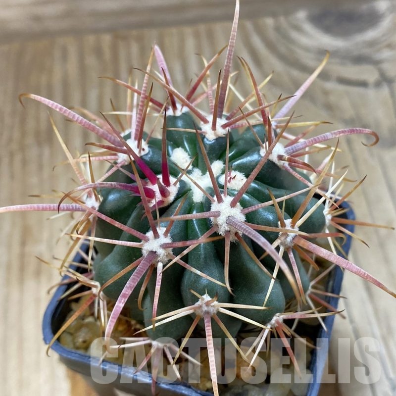 SH321 Ferocactus fordii