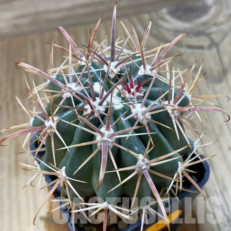SH323 Ferocactus fordii