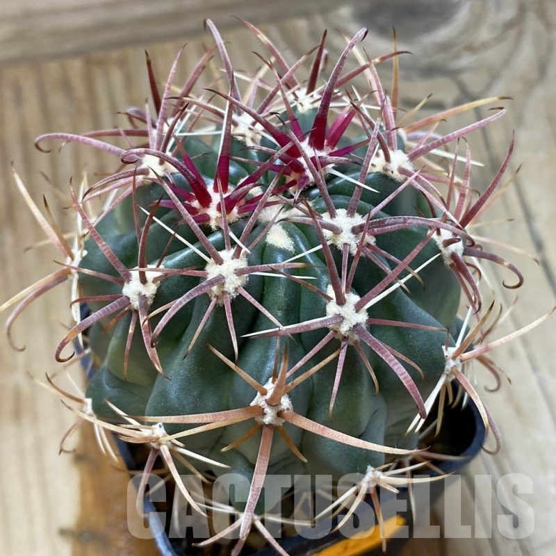 SH324 Ferocactus fordii