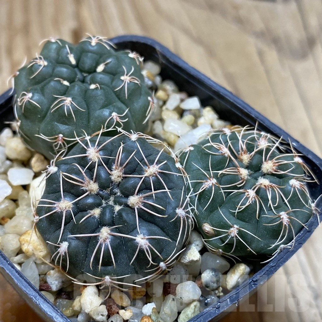 SH431 Gymnocalycium sutterianum VG 286, 3 plants, seedling