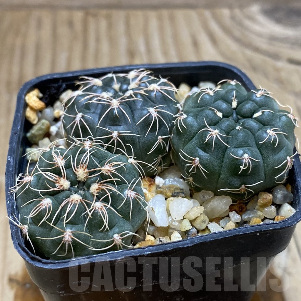 SH431 Gymnocalycium sutterianum VG 286, 3 plants, seedling - Image 2