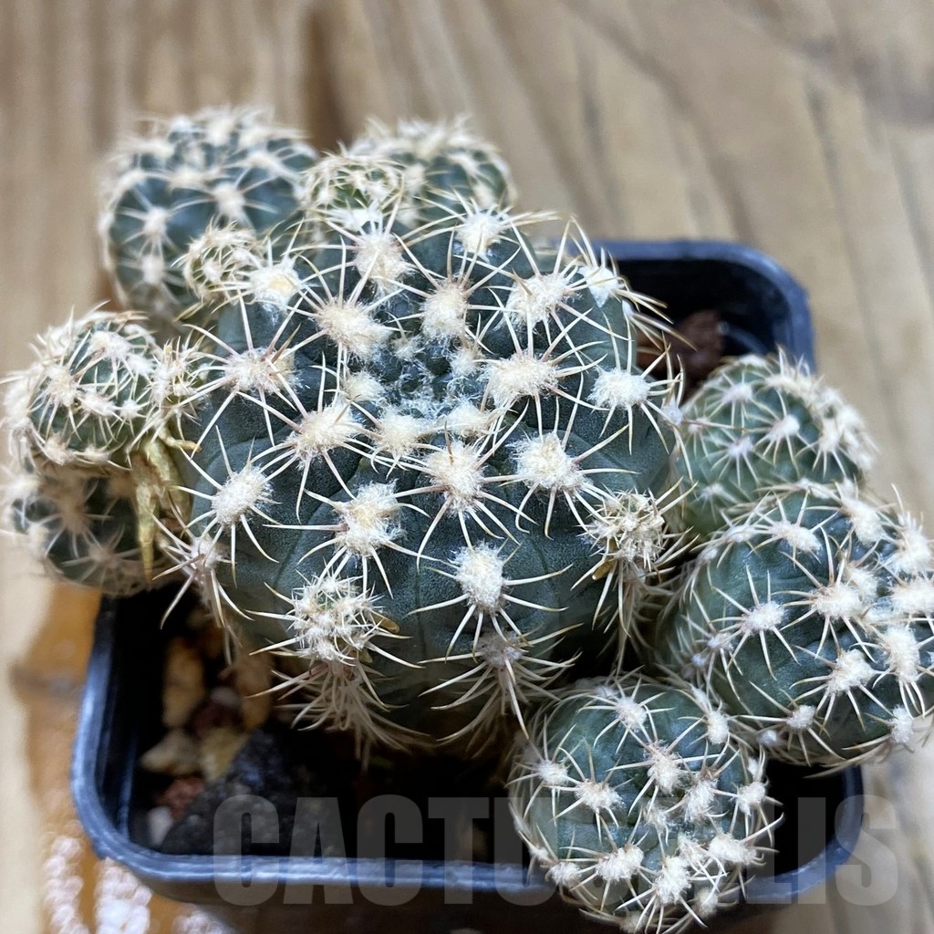 SH1263 Gymnocalycium bruchii JO1338.1