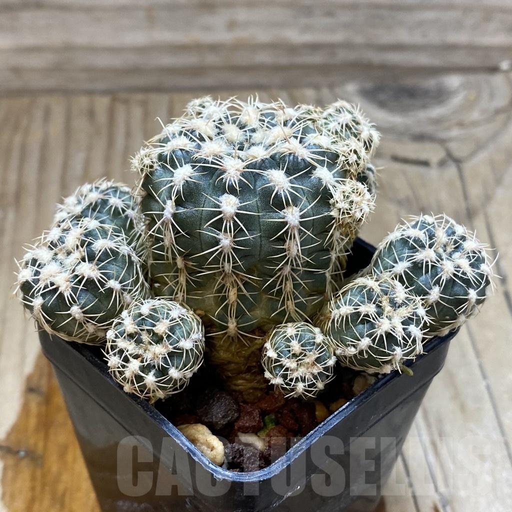 SH1263 Gymnocalycium bruchii JO1338.1 - Image 2