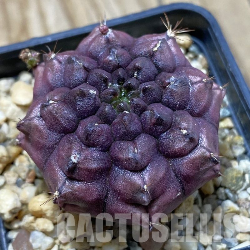 SH20977 Gymnocalycium mihanovichii 'Day Dream', seedling