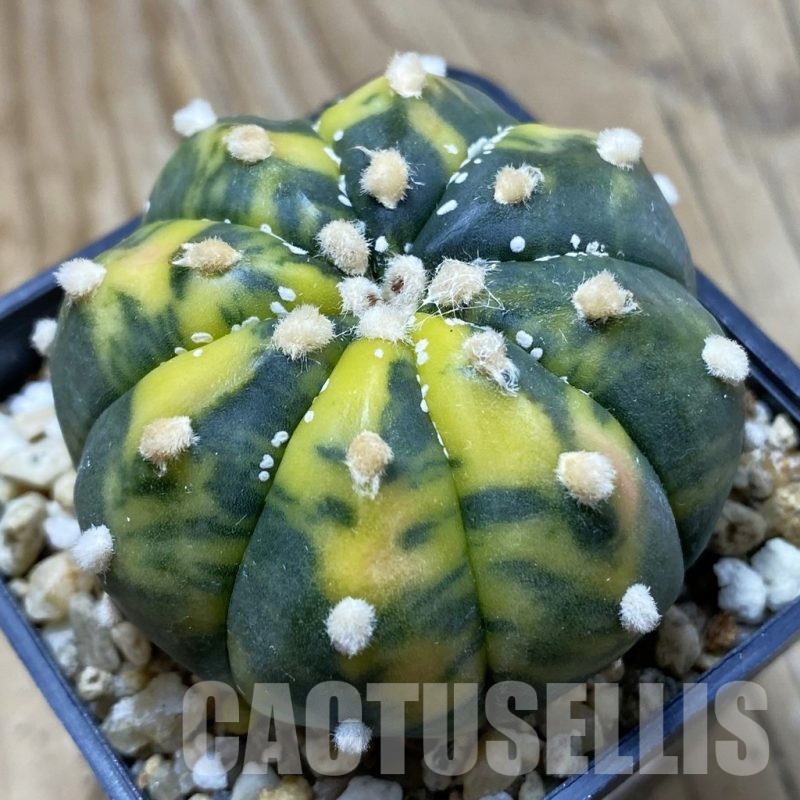 SH20978 Astrophytum asterias f. variegata